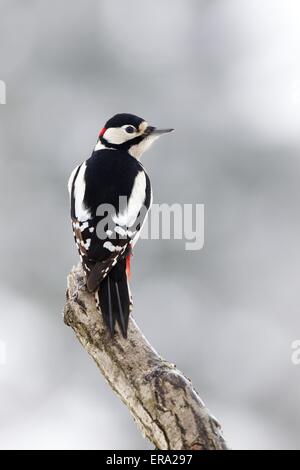 Buntspecht Stockfoto