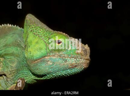 Chamäleon Stockfoto