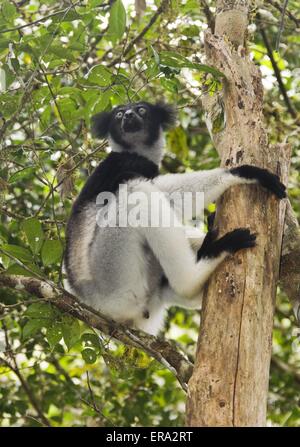 Indri Stockfoto