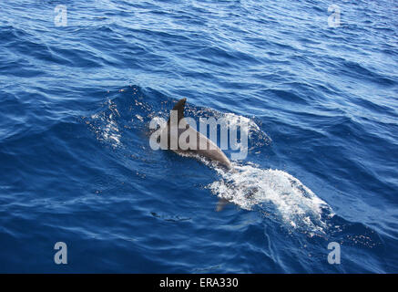 Ein Delfin in den Golf von Oman Stockfoto