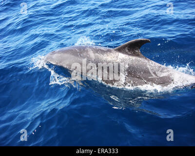 Ein Delfin in den Golf von Oman Stockfoto