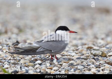 Seeschwalbe Stockfoto