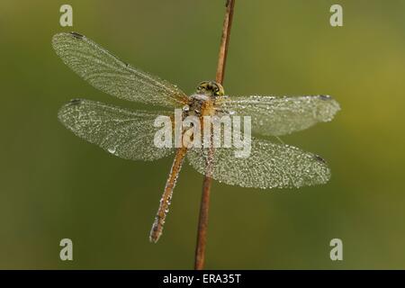 Darter Stockfoto