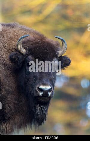 Amerikanischer bison Stockfoto