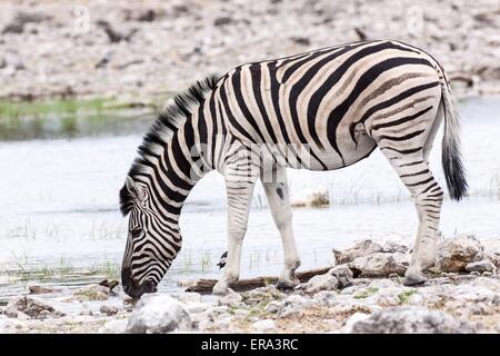 Ebenen Zebra trinken Stockfoto