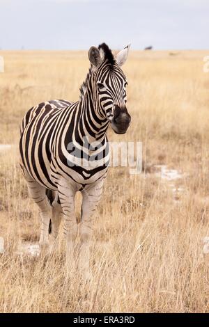 Ebenen zebra Stockfoto