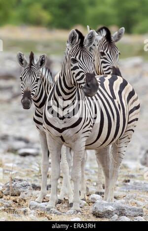 Ebenen zebras Stockfoto