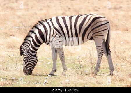 Ebenen zebra Stockfoto