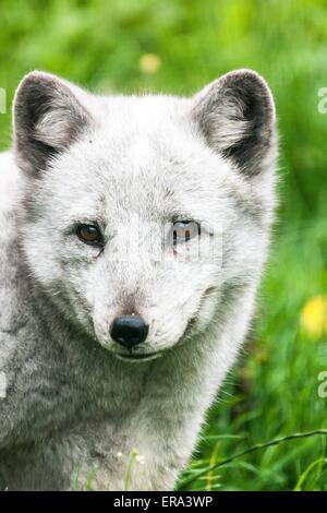 Arctic fox Stockfoto