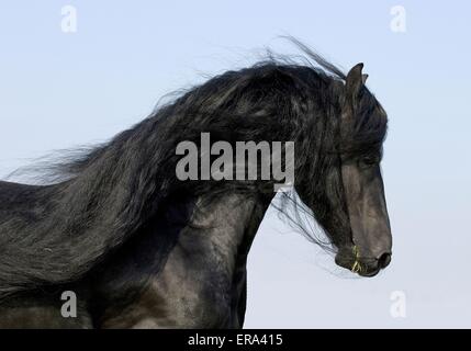 friesische Hengst Porträt Stockfoto