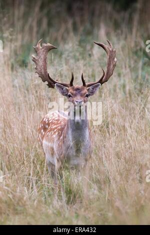 Damhirsch Stockfoto