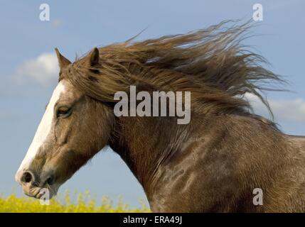 roten Irish Tinker Stockfoto