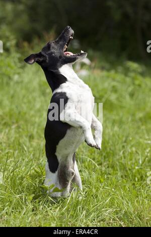 Jack Russell Terrier zeigt trick Stockfoto