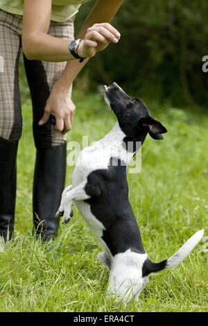 Jack Russell Terrier zeigt trick Stockfoto