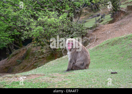 Wilde rote Macaca ruht im Wald Stockfoto