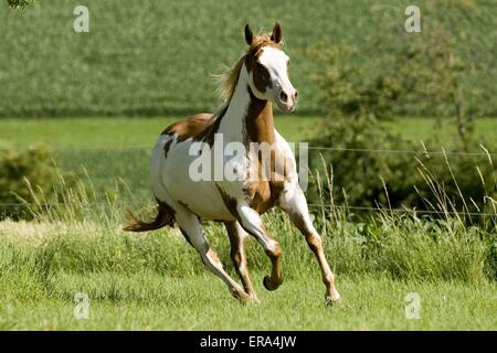 Paint Horse Galopp Stockfoto