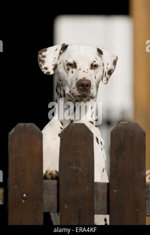 Dalmatinischen Portrait Stockfoto