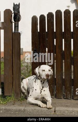 Dalmatiner Stockfoto