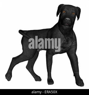 Schwarze Labrador Hund stehen isoliert in weißem Hintergrund - 3D render Stockfoto