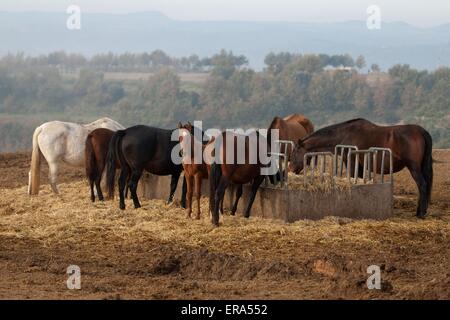 Pura Raza Espanola Stockfoto