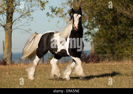 Irish Tinker Trab Stockfoto