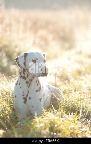 Dalmatinischen liegend Stockfoto