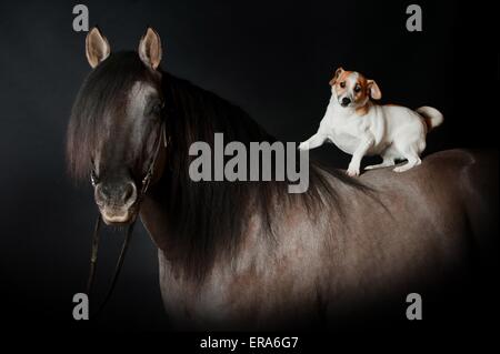 Criollo und Hund Stockfoto