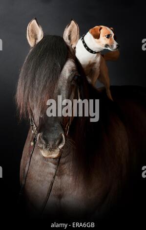 Criollo und Hund Stockfoto