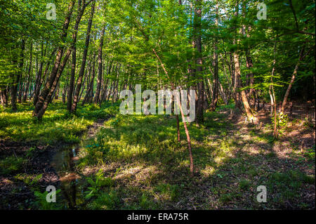 Italien Piemont Canavese Francigena Weise Ivrea Wälder in die Ländereien Tänzer Stockfoto