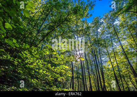 Italien Piemont Canavese Francigena Weise Ivrea Wälder in die Ländereien Tänzer Stockfoto