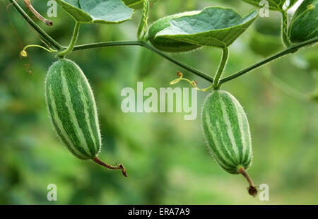 Nahaufnahme eines grünen Spitzen Kürbis im Gemüsegarten Stockfoto