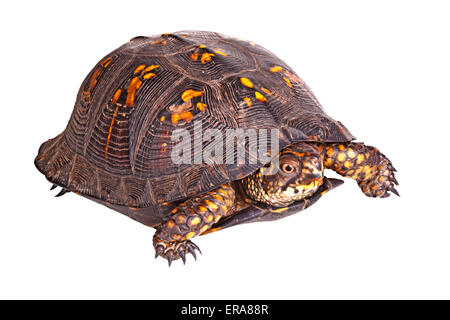 Rotäugigen Männchen der östliche Kasten-Schildkröte (Terrapene Carolina Carolina) vor einem weißen Hintergrund isoliert Stockfoto