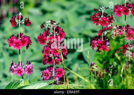 Primel, Primula japonica Stockfoto