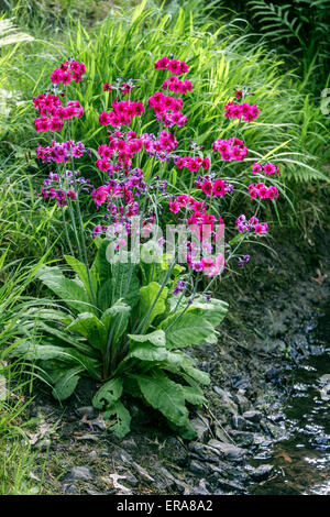 Der Kandelaber primula Primula pulverulenta wächst auf dem Ufer des feuchten Bachgartens Stockfoto