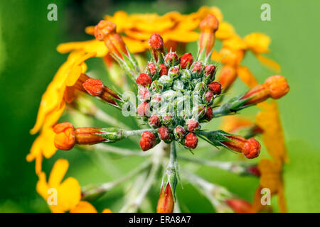 Primel Primula Kandelaber Harlow Carr, gelbe Primeln Stockfoto