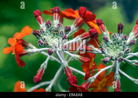 Primel Primula Kandelaber Stockfoto