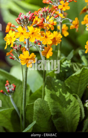 Primel Primula Kandelaber Harlow Carr, gelbe Primeln Stockfoto