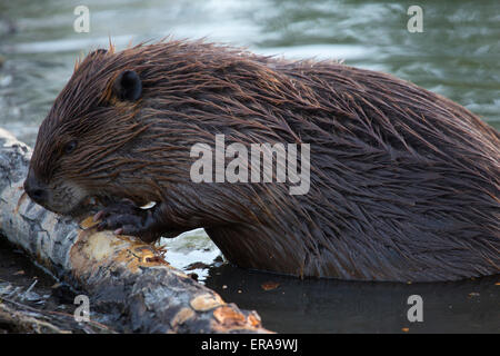 Biber (Castor canadensis) Fütterung auf der Rinde einer Pappel, in Teich durch Trans Canada Trail entlang des Bow River Stockfoto