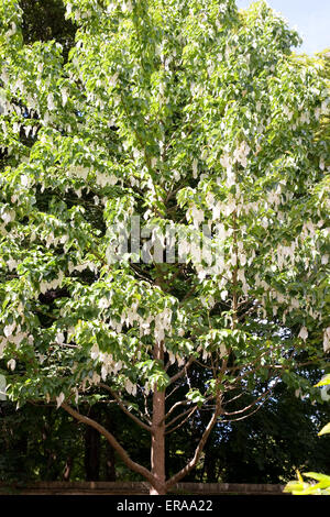 Davidia involucrata, der blühende Taschentuch-Baum Stockfoto