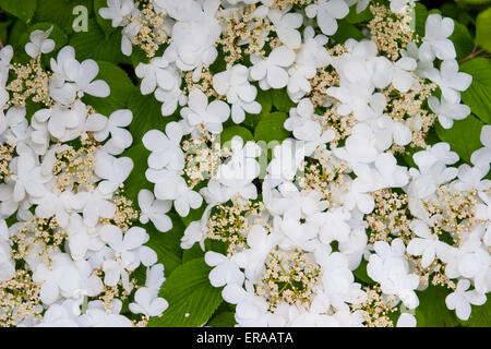 Viburnum Plicatum Mariesii in Blüte Stockfoto