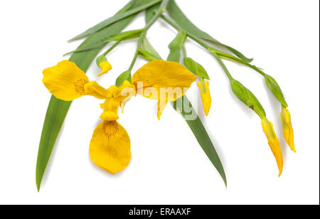 gelbe Iris (Iris Pseudacorus) isoliert auf weißem Hintergrund Stockfoto