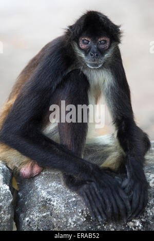 Geoffroy Klammeraffe (Ateles Geoffroyi), auch bekannt als Black-handed Klammeraffe Stockfoto