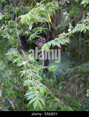 Geoffroys Spinnenaffe (Ateles geoffroyi), auch bekannt als Schwarzhand-Spinnenaffe, der durch die Blätter im Baumkronendach guckelt Stockfoto