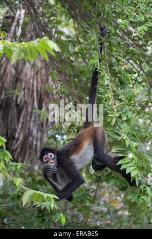 Geoffroys Klammeraffe (Ateles geoffroyi), auch bekannt als Schwarzhändiger Klammeraffe, der am Schwanz hängt, während er in einem Öko-Resort in Yucatan, Mexiko, forscht Stockfoto