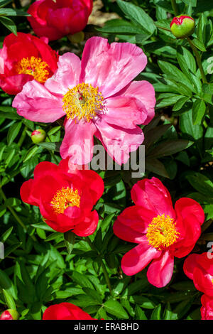 Pfingstrose, Paeonia Lactiflora blühen Stockfoto