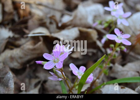 Spring Beauty Wildblumen in Iowa Stockfoto