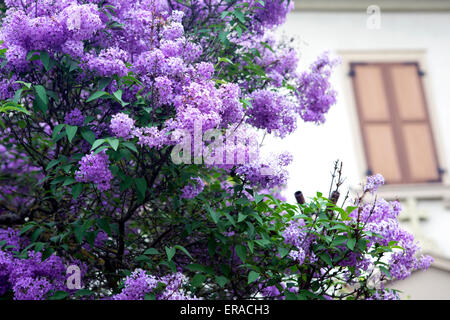 lila Blumen vor ein altes Haus Stockfoto