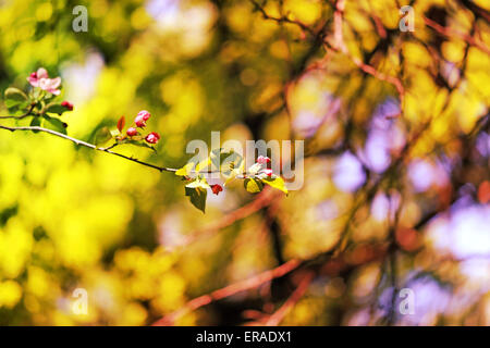 Frühlingsblumen auf dem Baum fotografiert hautnah Stockfoto