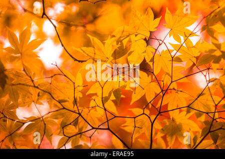 Herbstlaub, sehr flachen Fokus Stockfoto