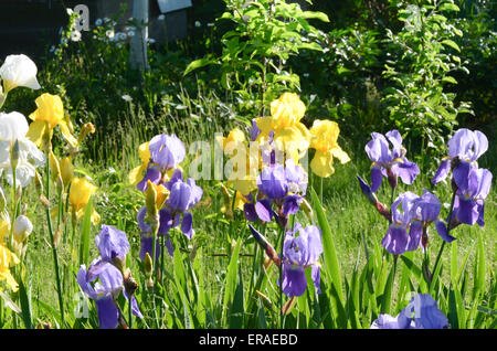 mehrfarbige Iris im Frühlingsgarten Stockfoto